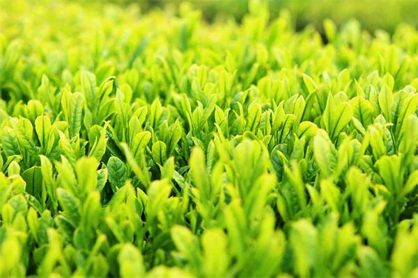 野菜作りの失敗しないガイド本、実践者が語る一冊の魅力