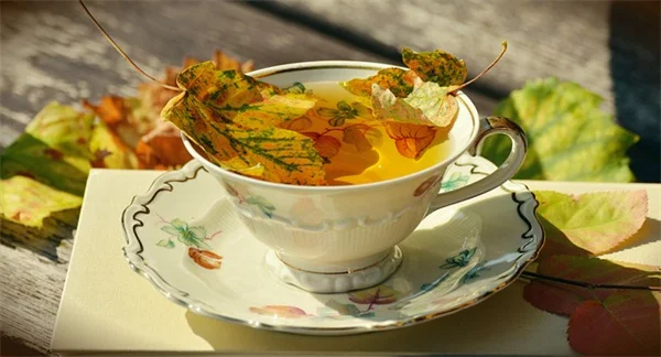 秋植え多年草のコツを公開！根を強く育てる地温活用法