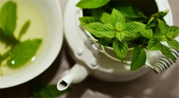 手間いらずで夏中咲く多年草鉢植えのコツ【8種の植物と育て方】
