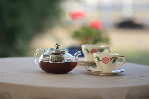 カメリアブルーベリーの育て方｜初心者でも失敗しない栽培のコツを徹底解説
