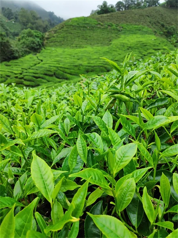全日照に強い吊り下げバスケットのおすすめ植物5選